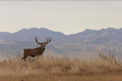a large mule deer buck standing in the grass on the horizon.